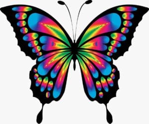 farfalla colorata rappresenta i colori
