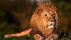 sovrano leone numero 8 leader potere